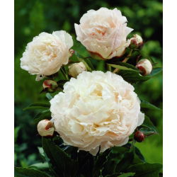 Pionslekta - Shirley Temple - Paeonia
