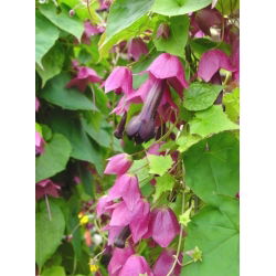 Rhodochiton Purple Bell เมล็ด - Rhodochiton atrosanguineus - 6 เมล็ด
