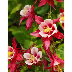 Hạt trộn của Columbusine McKana - Aquilegia x hybrida - 400 hạt - Aquilegia hybrida