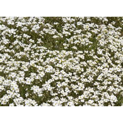Mountain Sandwort-zaden - Arenaria montana - 75 zaden