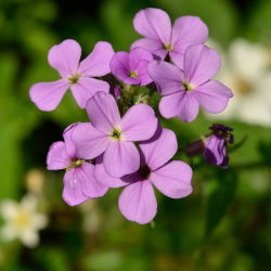 Dame's Rocket, Sweet Rocket Mixed Seeds - Hesperis matronalis - 500 เมล็ด