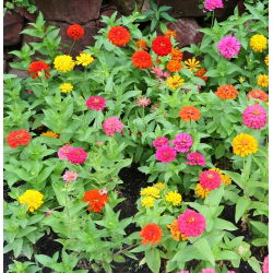 Zinnia Dahlia Mix семена - Zinnia elegans dahliaeflora - 180 семян