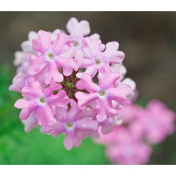 Hibridinė svyranti verbena - (Verbena hybrida pendula) - Krentantys violetiniai žiedai kabančioms kompozicijoms - Šviežios sėklos