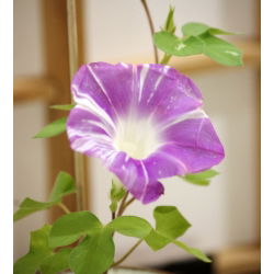 Ранкова слава Арлекін (змішаний) насіння - Ipomea purpurea - 35 насінин - Ipomoea purpurea