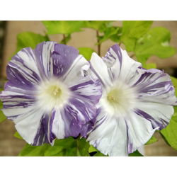 Ранкова слава Арлекін (змішаний) насіння - Ipomea purpurea - 35 насінин - Ipomoea purpurea