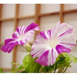 Ранкова слава Арлекін (змішаний) насіння - Ipomea purpurea - 35 насінин - Ipomoea purpurea