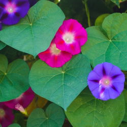 Спільна Ранкова слава змішаних насіння - Ipomea purpurea - Ipomoea purpurea
