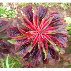 Papegojamarant - Amaranthus tricolor - Perfekt för snittblommor - Färska frön