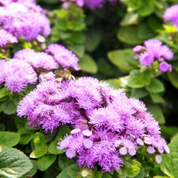 Agerantum, Floss Sjeme cvijeća - Ageratum houstonianum Mill. - 3750 sjemenki - sjemenke