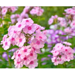 Vuosittainen Phlox, Drummondin Phlox-siemenet - Phlox drummondii - 250 siemeniä