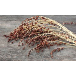 Panic Grass seeds - Panicum violaceum - 600 semien - semená