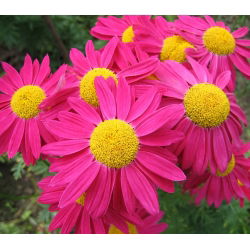 Piretro - Miscuglio - Chrysanthemum coccineum - Esplosione abbagliante di colori estivi - Semi Freschi