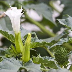Métel Maszlag - Datura metel - Feltűnő fehér virágok illatos estékhez - Friss vetőmagok