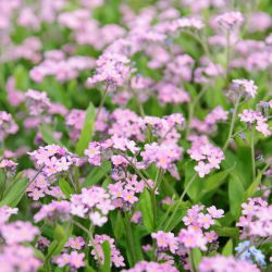 Pink Forget-Me-Not seemned - Myosotis alpestris - 460 seemet