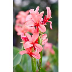 Indian Shot semená - Canna indica - 5 semien