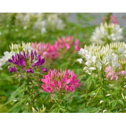 Spinnenblume - Mischung - Cleome hassleriana - Beeindruckende Höhe, wächst bis zu 1 Meter hoch - Samen