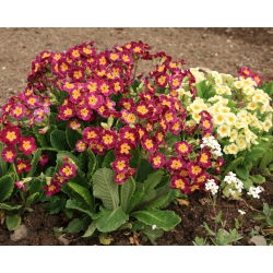 Hạt giống Primrose Crescendo - Primula elatior - 330 hạt