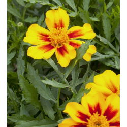 ماريجولد ديسكو ماريتا ، بذور ماريجولد باسكال - تاجيتيس باتانا نانا - 350 بذور - Tagetes patula L. - ابذرة
