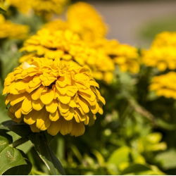 Zinnia Dahlia Mix семена - Zinnia elegans dahliaeflora - 180 семян
