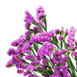 Statice sinuata - Carminio - Limonium sinuatum - Fiori rosa vibranti, eleganza estiva - Semi Freschi