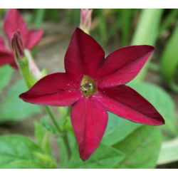Benih campuran Tembakau Hias - Nicotiana x sanderae - 3000 biji