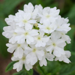 Насіння білої вербени - вербена х гібрида - 120 насіння - Verbena x hybrida