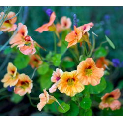 Nasturtium Alaska Somon Portakal tohumları - Tropaeolum majus var. Nanum - 24 tohum