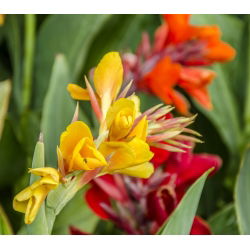 Indian Shot semená - Canna indica - 5 semien