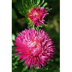 Kininiai ratiliai (adatiniai) - mišinys - (Callistephus chinensis) - Žvilgantys adatiniai žiedai - Šviežios sėklos