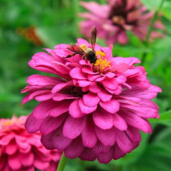 Frøkenhat - blanding - Zinnia elegans - Drystærke blomster, fantastisk blomsterpragt - Friske frø