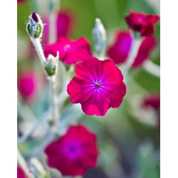 Насіння троянди Campion - Lychnis coronaria - 360 насінин - насіння