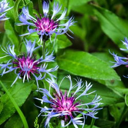 Bajorė kalninė - (Centaurea montana) - Žavingi žiedai kaimiškiems sodams - Šviežios sėklos