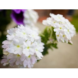Насіння білої вербени - вербена х гібрида - 120 насіння - Verbena x hybrida