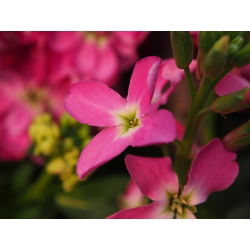 Hạt thơm đêm, hạt giống buổi tối - Matthiola bicornis - Matthiola incana