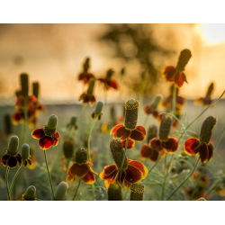 Semená mexickej čiapky - Ratibida columnifera - 120 semien