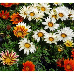 Сокровища цветов, Газания смесь семян - Газания Ригенс - 130 семян - Gazania splendens - семена
