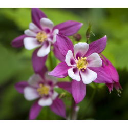 Hạt trộn của Columbusine McKana - Aquilegia x hybrida - 400 hạt - Aquilegia hybrida