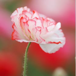 Kukemagun - 9000 seemned - Papaver rhoeas