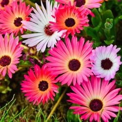 Magic Carpet Segatud seemned - Mesembryanthemum criniflorum - 1600 seemet - Doroteantus bellidiformis