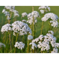 Anís verde - Pimpinella anisum - Perfecto para infusiones aromáticas - Semillas frescas
