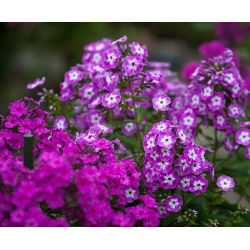 Vuosittainen Phlox, Drummondin Phlox-siemenet - Phlox drummondii - 250 siemeniä