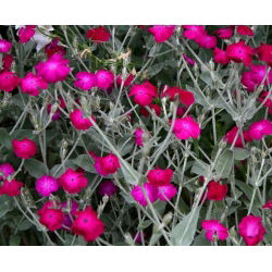 Sjeme ruže Campion - Lychnis coronaria - 360 sjemenki - sjemenke