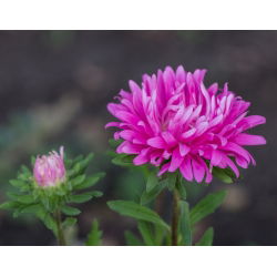 Dwarf Aster Milady Rose zaden - Callistephus chinensis - 500 zaden