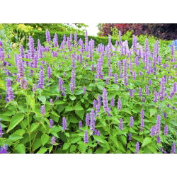Hạt giống Hyssop khổng lồ Mexico - Agastache maxicana - 210 hạt - Agastache mexicana