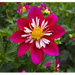 Hạt giống Dahlia Collarette Dandy Mix - Dahlia variabilis - 60 hạt