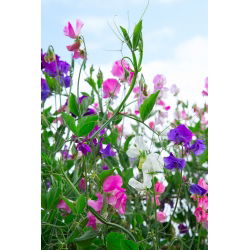 Guisante de Olor - variada - Lathyrus odoratus - Vides de rápido crecimiento, hasta 120 cm de altura - Semillas frescas