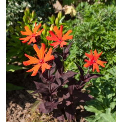 Sjemenke limunske naranče - Lychnis arkwrightii - 90 sjemenki - Lychnis x arkwrightii