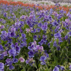 Guisante de Olor - azul - Lathyrus odoratus - Flores azules con aroma celestial para tu jardín - Semillas frescas