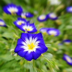 Семена червоного прапора Morning Glory - Convolvulus Tricolor - 200 насіння