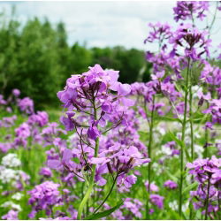 Dame's Rocket, Sweet Rocket Mixed Seeds - Hesperis matronalis - 500 เมล็ด